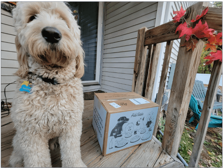 a goldendoodle standing next to an unopened box of the pets table on a front porch