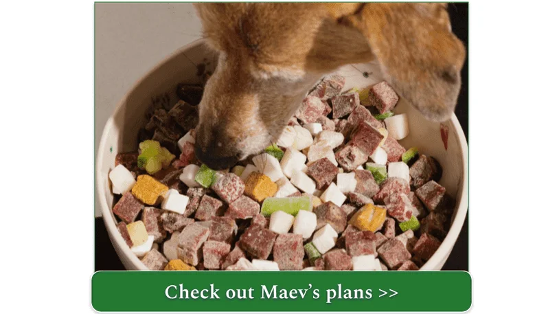 A doggie, enjoying one of Maev's raw recipes
