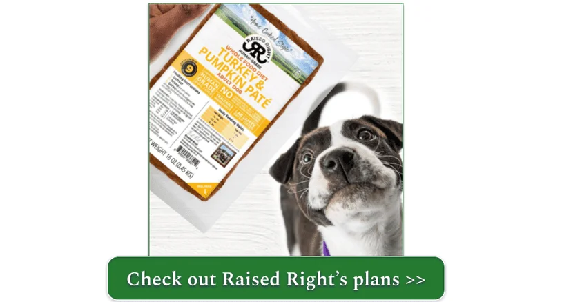 A Pit Bull mix looking up longingly at a pack of Raised Right Turkey & Pumpkin Paté