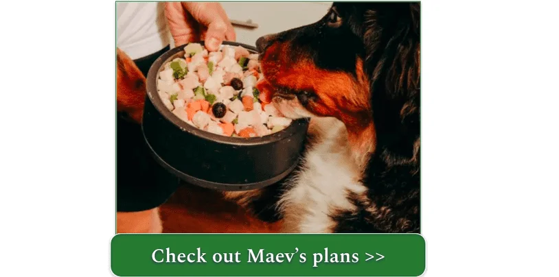 A Bernese Mountain Dog enjoying a bowl of Maev Chicken recipe