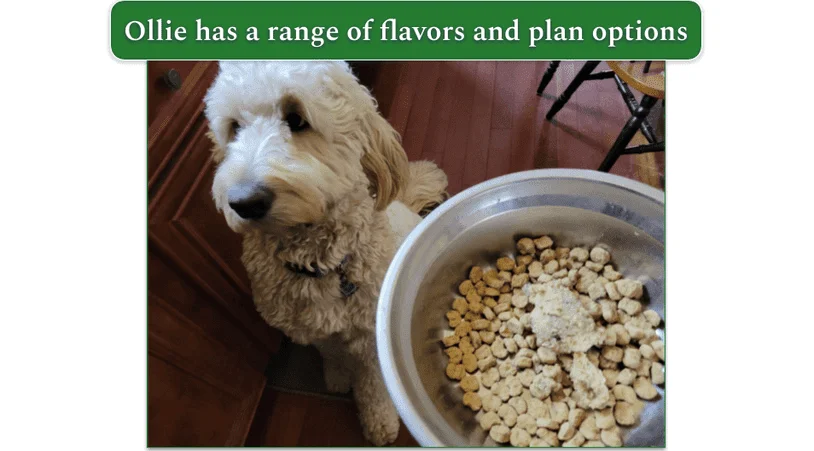 Ollie fresh food used as a topper in a bowl next to a goldendoodle