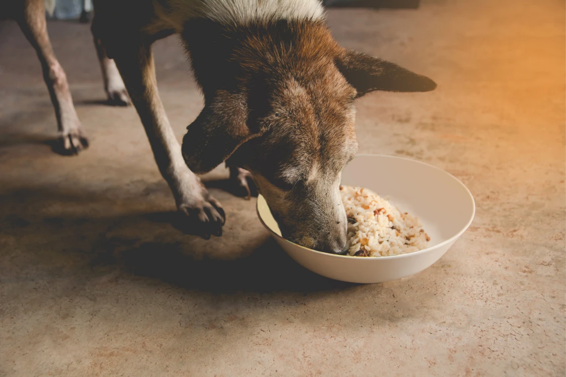 Dog eating from a bowl on the floor.