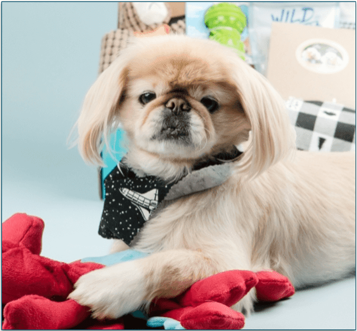 Dog wearing a bandana in front of a Dog Pack from Pet Treater
