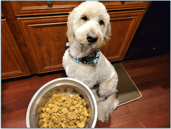Baxter sitting in front of a bowl of his usual kibble and Sundays as a topper
