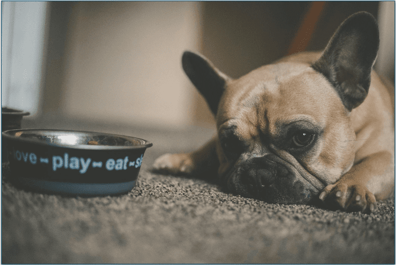 bulldog lying on the carpet next to s bowl