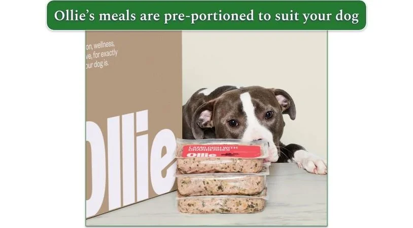 Image of a dog staring at a pile of Ollie's pre-portioned meals next to an Ollie delivery box