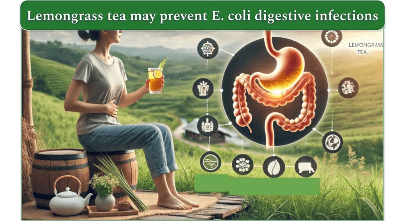 An image showing a young woman drinking tea in the countryside and an enlarged image of the digestive system.