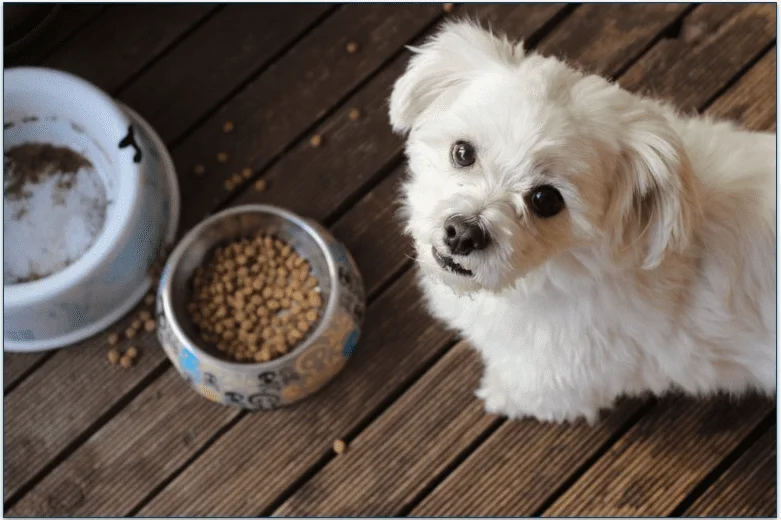 Dog looking at the camera with food bowls in the background