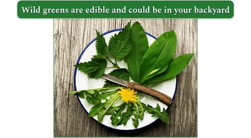 wild greens dandelion and nettles on a white plate with a blue rim