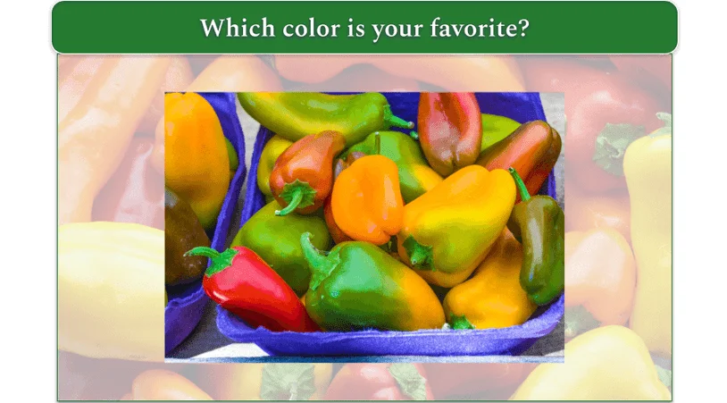 Mini sweet peppers in various stages of ripeness to show all the colors