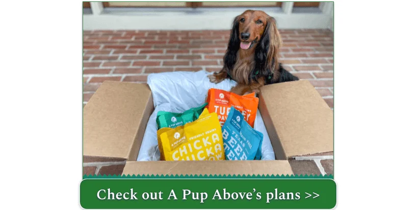A long-haired Dachshund happily examines a sampler box of A Pup Above meals