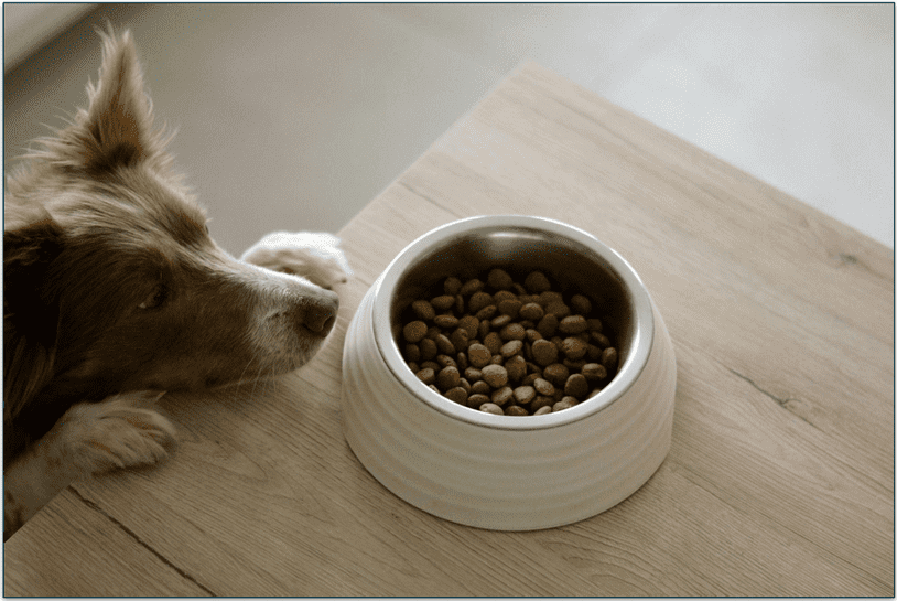 a dog looking at a bowl of kibble