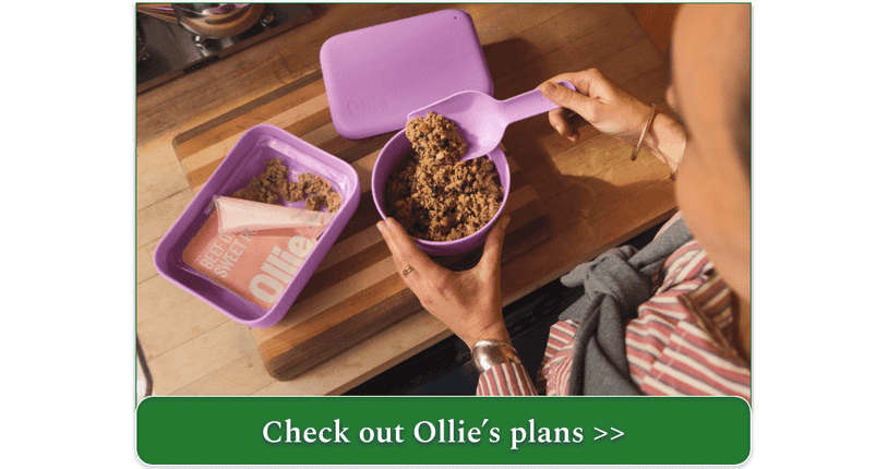 A pit bull with an Ollie Box and three packs of Lamb Dish With Cranberries