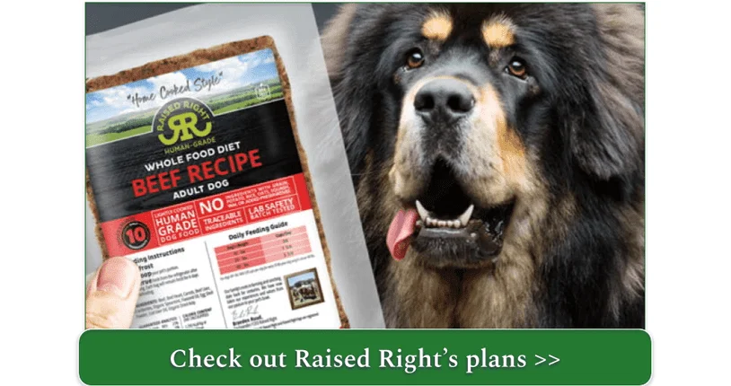 A Tibetan Mastiff looking at a pouch of Raised Right Beef Recipe