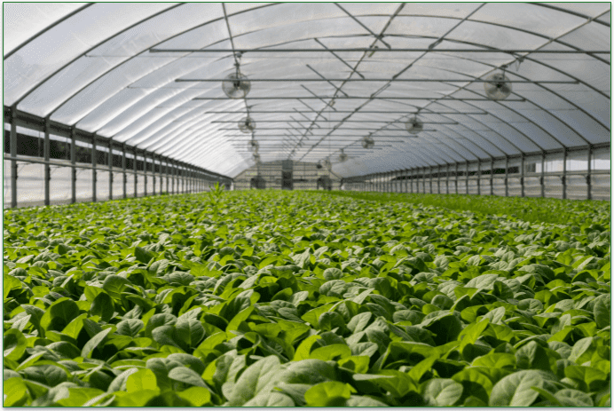 A greenhouse of spinach.