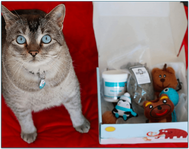 Picture of a cat standing next to a box full of BoxCat toys