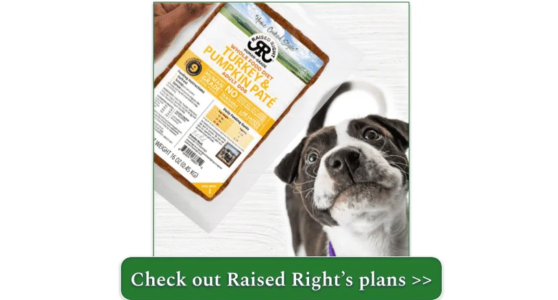 A Pit Bull mix looking up longingly at a pack of Raised Right Turkey & Pumpkin Paté