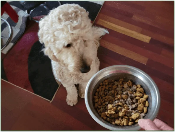  A Goldendoodle looking at a bowl of the Farmer Dog food