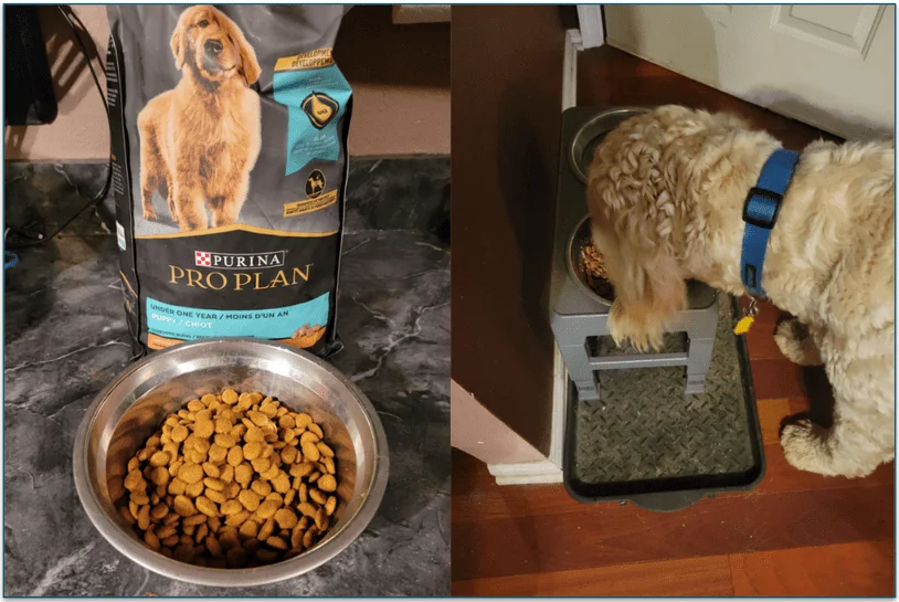 photo of a bowl full of Purina Pro Plan in front of a bag of the food and a photo of a labradoodle happily eating the food from his bowl