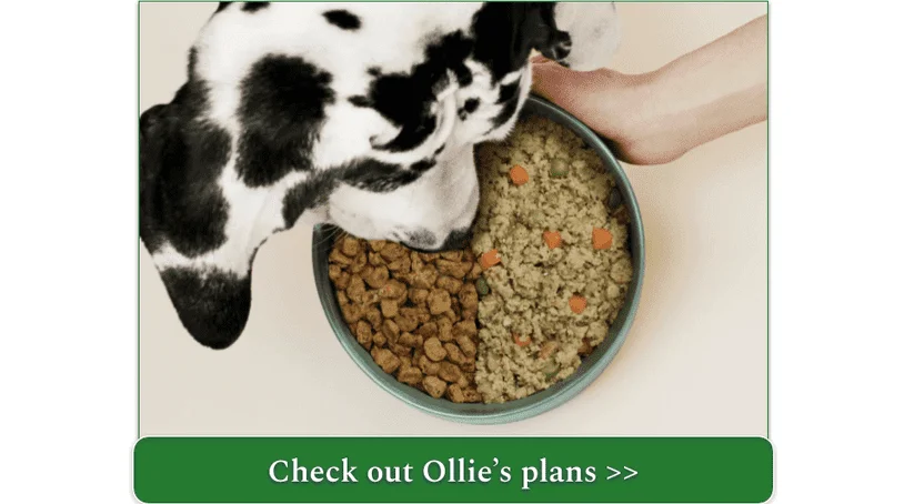 Dog eating from a bowl with half fresh food and half baked food