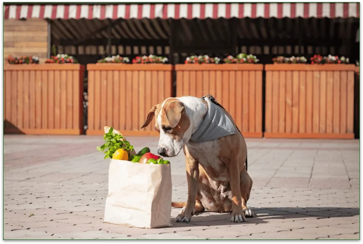 A dog looking into a bag of fresh groceries