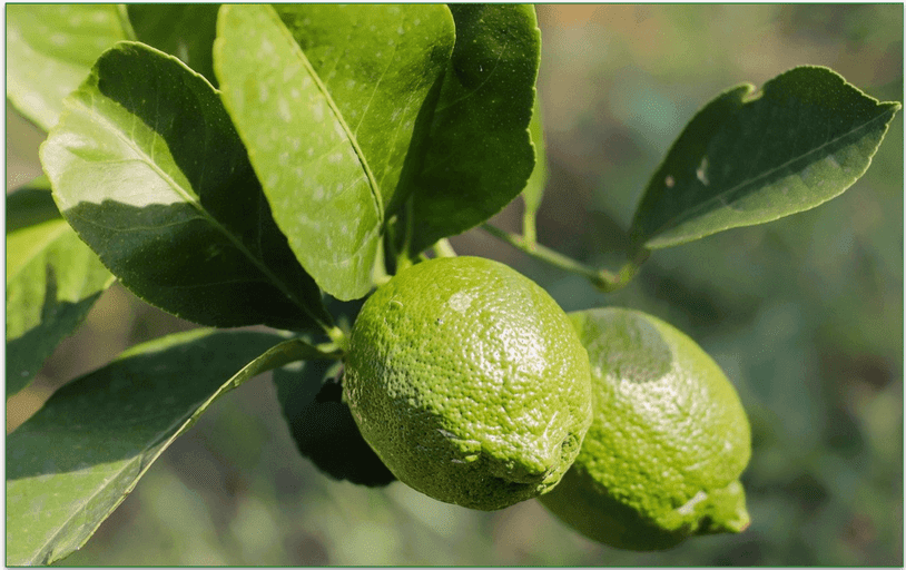 limes on a branch