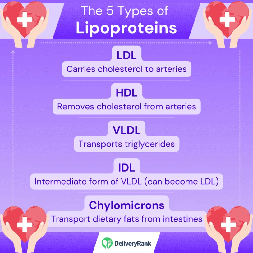 an infographic showing and explaining the 5 main types of lipoproteins
