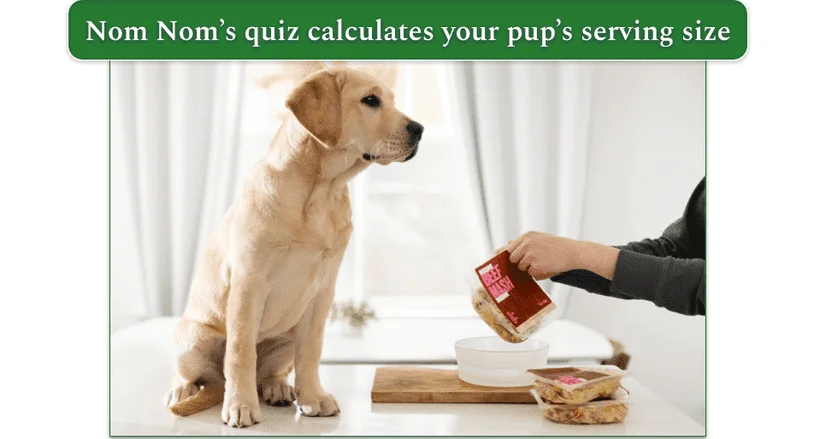 A dog waiting to be served a Nom Nom meal