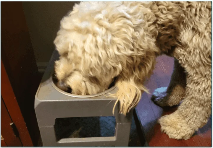 Baxter eating from his bowl