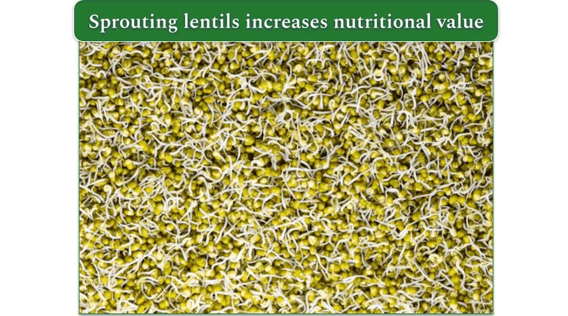 Sprouted green lentils