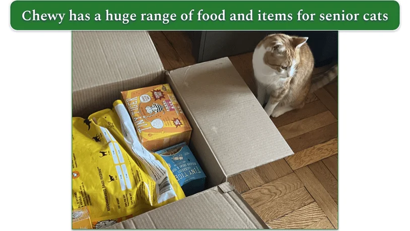 A ginger cat sits next to an open Chewy delivery
