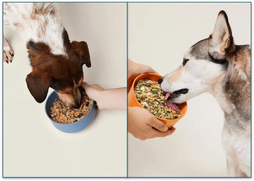 Ollie’s recipes are suitable for all breeds of dog