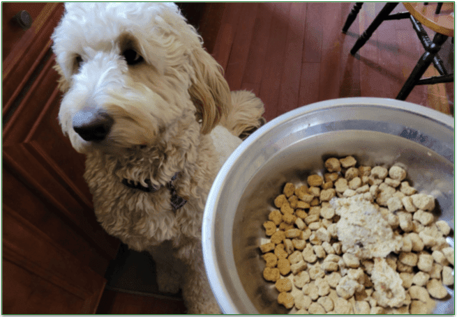 Ollie fresh food used as a topper in a bowl next to a goldendoodle