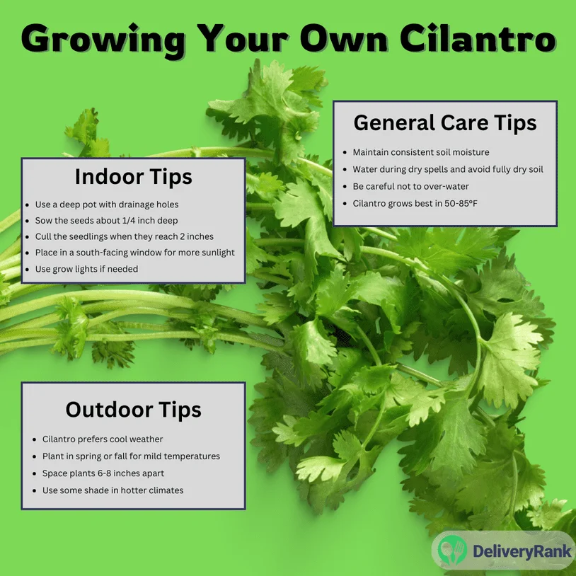 A guide to growing your own cilantro indoors and outdoors.