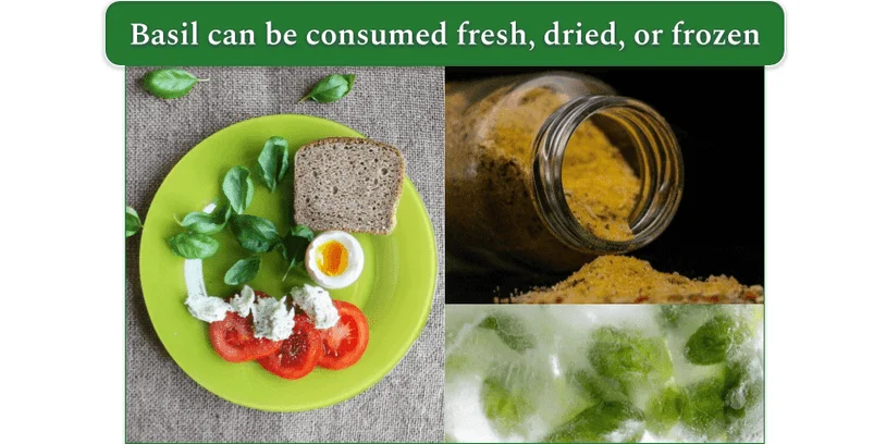 Image showing fresh basil with a sandwich (left), dried basil from a glass jar (top right), frozen cubes of basil (bottom right)