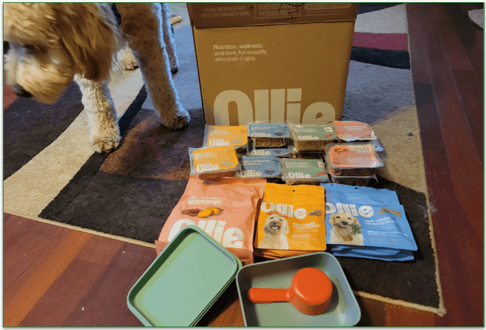 An unboxed Ollie delivery next to a goldendoodle
