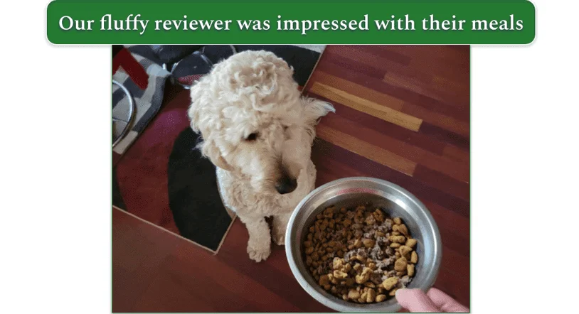 A Goldendoodle looking at a bowl of the Farmer Dog food
