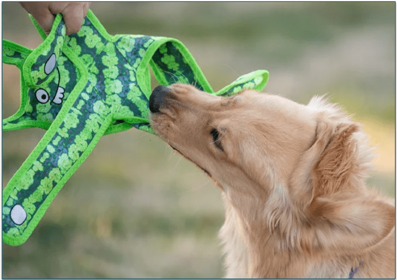 Dog chewing a dog toy
