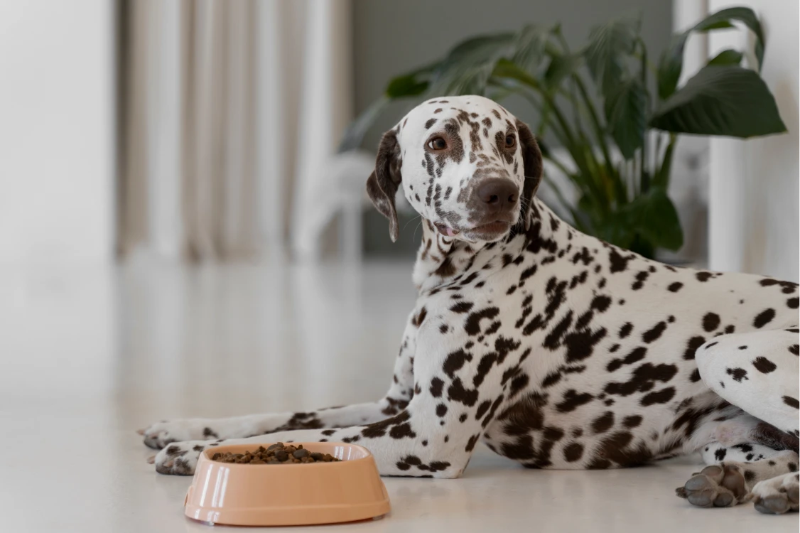 Dalmatian lying on the floor, looking away from an orange food bowl filled with kibble. The room has a light-colored floor and a large plant in the background.