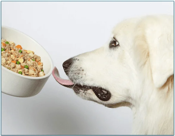 A dog licking a bowl of Nom Nom food