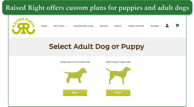 Screenshot of Raised Right’s custom plan page showing the choice between puppies and adult dogs