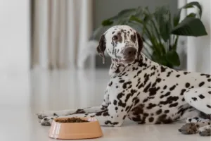 Dalmatian lying on the floor next to a full orange food bowl, with a large green plant in the background. No text on image.