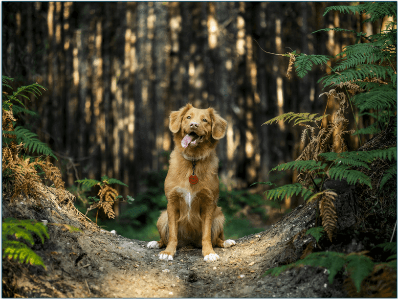 A dog in the woods