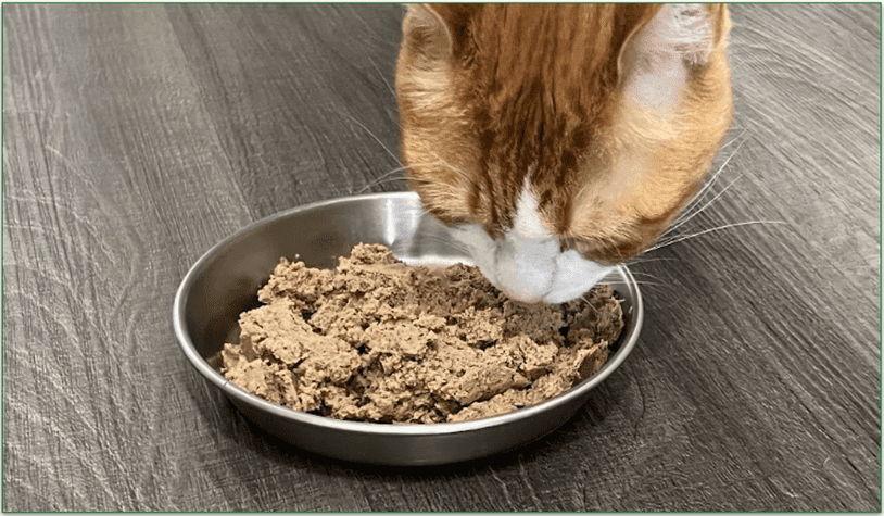 A cat eating Smalls' food from the inox bowl