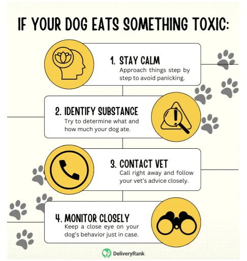 Infographic with steps to take in case your dog eats something potentially toxic
