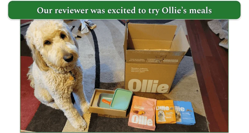 goldendoodle next to an unboxed Ollie delivery