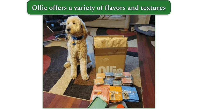 A dog sitting patiently next to a pile of Ollie products