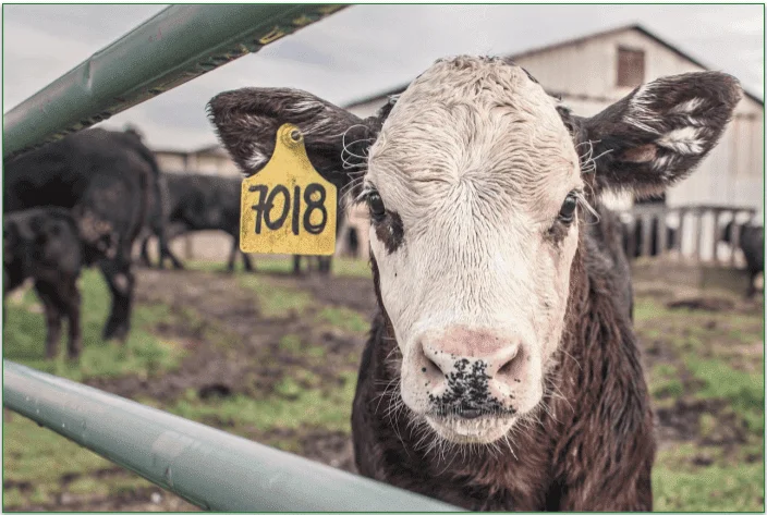 Cows at a dairy farm