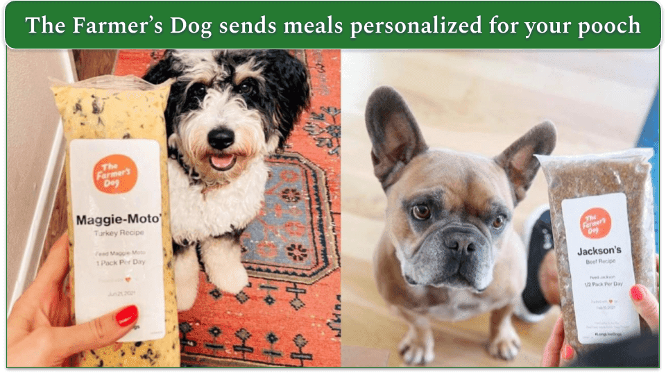 Ollie vs. The Farmer’s Dog 2024 Best for Your Pet?