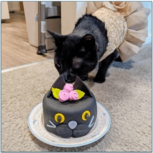 photo of a cat wearing a gold dress and eating a BoxCat Birthday Cat Cake